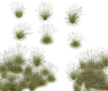 Modern Herb Achnatherum 3d model