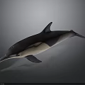Dolphin 3D Model With Black And White Body In Swimming Pose On Gray Background