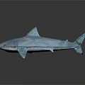 Realistic 3D Shark Model With Blue Transparent Texture Fins Tail And Gray Gradient Background