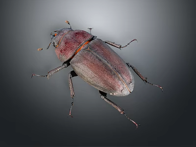 Shiny Dark Beetle With Purple Red Tinted Elytra And Long Antennae On Gray Background 3d model