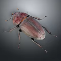 Shiny Dark Beetle With Purple Red Tinted Elytra And Long Antennae On Gray Background