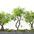 modern landscape tree yew modeling tree courtyard tree micro topography 3d model