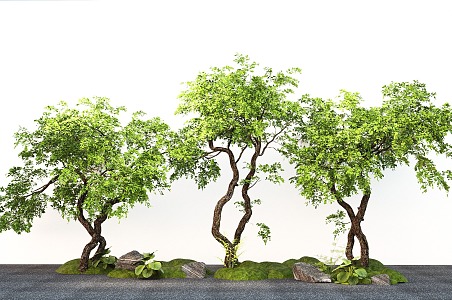 modern landscape tree yew modeling tree courtyard tree micro topography 3d model