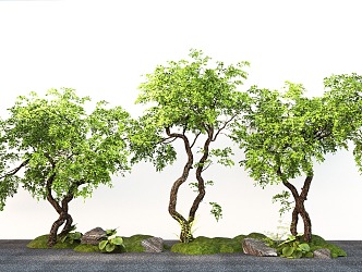 modern landscape tree yew modeling tree courtyard tree micro topography 3d model