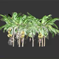 Fresh Ripe Bananas Growing On Green Leaf Banana Trees With Reflections On Black Background