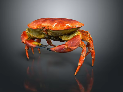 Red Cooked Crab With Shiny Shell And Large Claws On Dark Background With Reflection 3d model