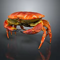 Red Cooked Crab With Shiny Shell And Large Claws On Dark Background With Reflection
