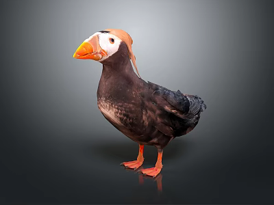 Cute Puffin Bird With Orange Beak And Webbed Feet On Gray Surface 3d model