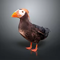 Cute Puffin Bird With Orange Beak And Webbed Feet On Gray Surface 3d model