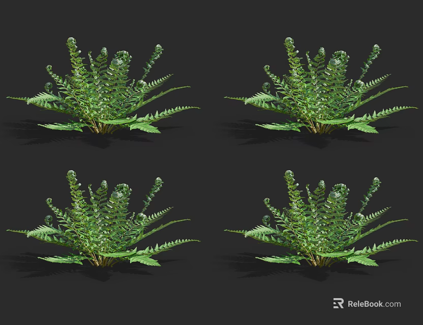 Four Lush Green Ferns on Black Background with Natural Fresh Look 3d model 
