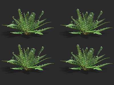 Four Lush Green Ferns on Black Background with Natural Fresh Look 3d model