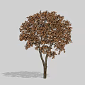 Lush Arbor With Brown Foliage And Sturdy Trunk In Natural Environment 3d model