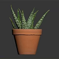 Healthy Green Succulent Plant with Spotted Leaves in Terracotta Pot on Dark Background