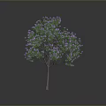 Beautiful Tree With Green Leaves And Purple Flowers In Natural Environment