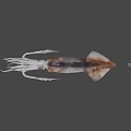 Fresh Whole Squid With Long Tentacles And Smooth Body Structure