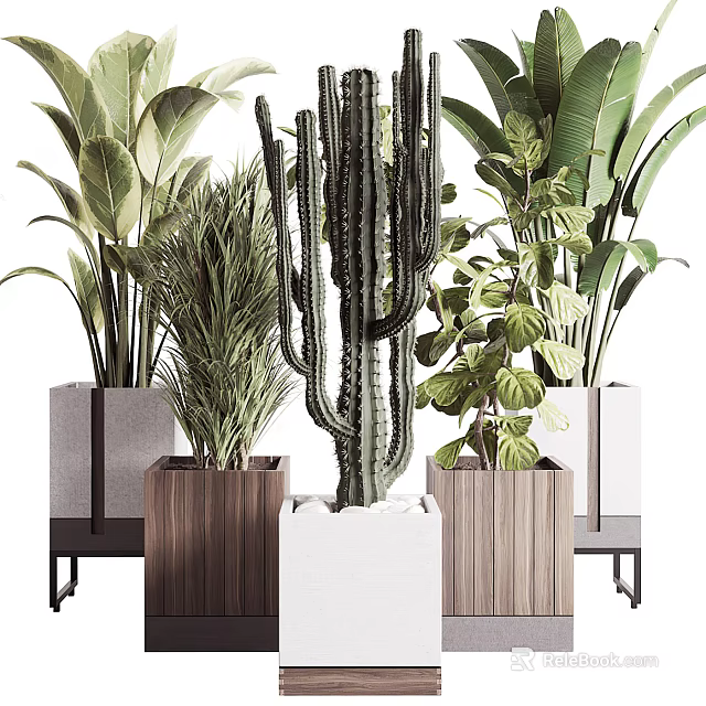 Potted Cactus And Various Green Plants In Wooden White Square Pots On Metal Stands 3d model 