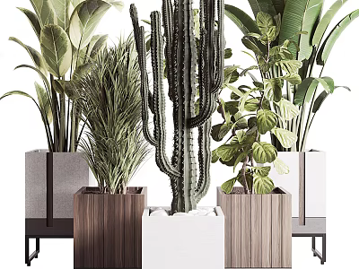 Potted Cactus And Various Green Plants In Wooden White Square Pots On Metal Stands 3d model