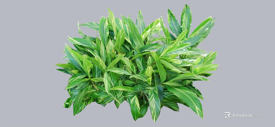 Lush Vibrant Green Shrub with White Striped Leaves for Garden Landscaping 3d model 