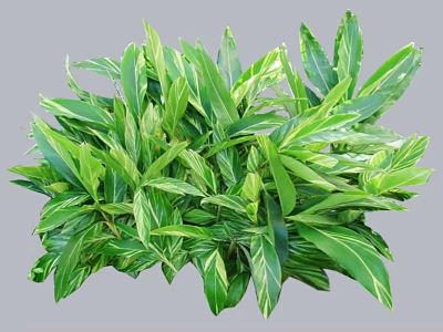 Lush Vibrant Green Shrub with White Striped Leaves for Garden Landscaping 3d model
