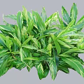 Lush Vibrant Green Shrub with White Striped Leaves for Garden Landscaping