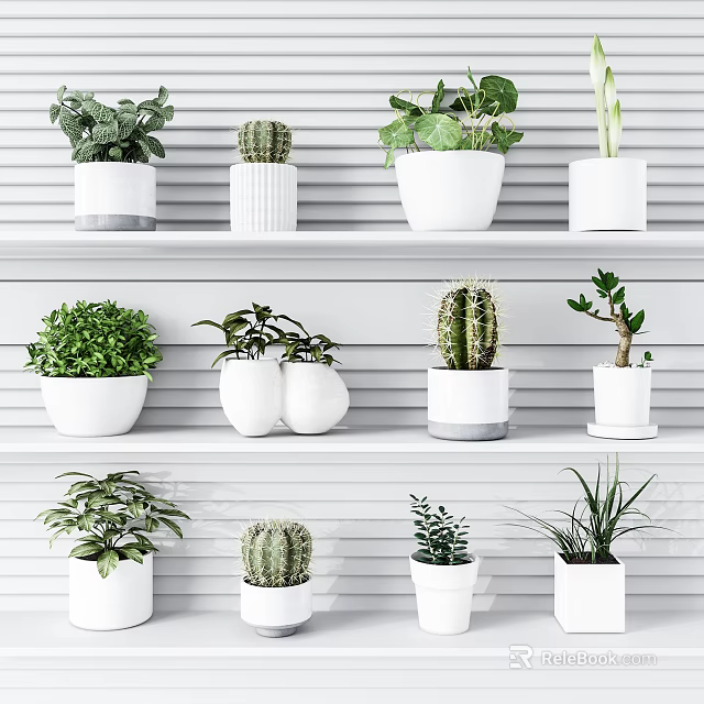 Indoor Potted Plants Cacti and Greenery on Three Tiered White Shelves 3d model 
