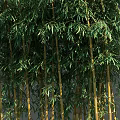 Different Bamboo Plants With Various Heights And Clumping Growth Patterns 3d model