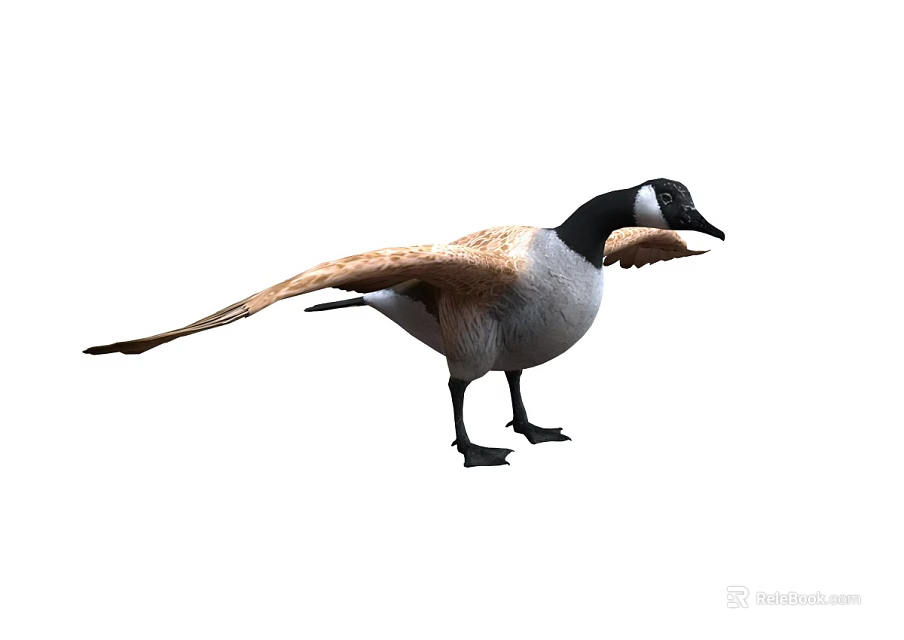 Canada Goose Standing With Spread Wings And Black Head White Body Isolated On White Background 3d model 