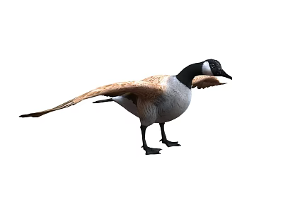 Canada Goose Standing With Spread Wings And Black Head White Body Isolated On White Background 3d model