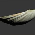 White Clam Shell With Oval Shape Textured Edge And Small Hole On Dark Background