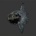 Artistic Fish Sculpture With Teal Color And Mottled Texture On Dark Background