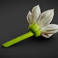 White Striped Flower With Yellow Center And Green Stem On Dark Background