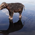 Ancient Reptile Standing On Water Surface With Clear Reflection And Blue Sky Background