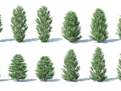 Different Types Of Evergreen Trees With Diverse Shapes And Lush Foliage 3d model