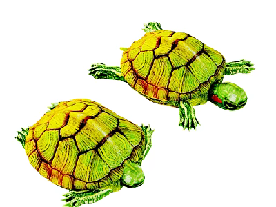 Modern Brazilian tortoise Brazilian red-eared tortoise Brazilian tortoise Brazilian red-eared tortoise 3d model