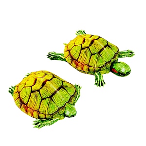 Modern Brazilian tortoise Brazilian red-eared tortoise Brazilian tortoise Brazilian red-eared tortoise 3d model