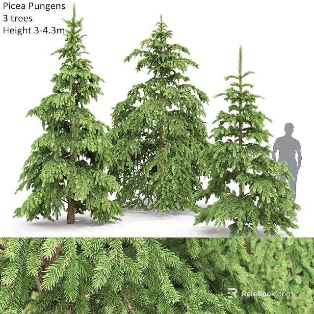 Garden Ornamental Coniferous Trees With Lush Green Foliage For Outdoor Landscape Decoration 3d model 
