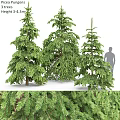 Garden Ornamental Coniferous Trees With Lush Green Foliage For Outdoor Landscape Decoration