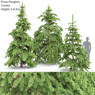 Garden Ornamental Coniferous Trees With Lush Green Foliage For Outdoor Landscape Decoration 3d model