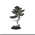 Decorative Bonsai Plants With Twisted Trunks Green Pine Foliage And Moss Covered Bases
