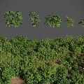 Green Plants With Various Forms Densely Covering Ground Against Gray Background