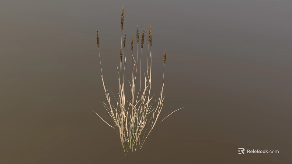 Ornamental Grass Plant With Slender Stems And Brown Spiked Tops For Decorative 3d model 