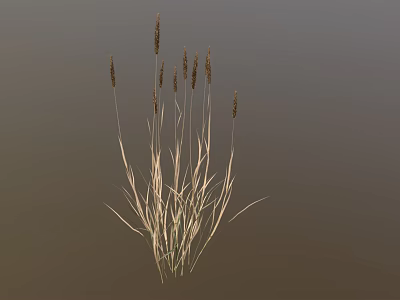Ornamental Grass Plant With Slender Stems And Brown Spiked Tops For Decorative 3d model
