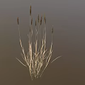 Ornamental Grass Plant With Slender Stems And Brown Spiked Tops For Decorative