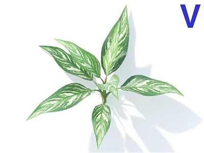 Vibrant Green and White Variegated Leaves of Houseplant with Fresh Lush Foliage 3d model