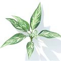 Vibrant Green and White Variegated Leaves of Houseplant with Fresh Lush Foliage