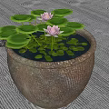 Garden Decorative Clay Pot With Pink Lotus Flowers And Green Leaves