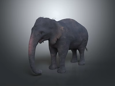 Realistic Grey Elephant Standing With Detailed Textured Skin On Neutral Background 3d model