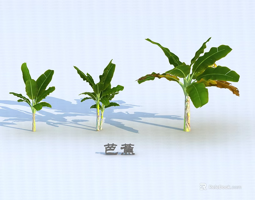 Banana Trees In Various Sizes With Green Leaves Showing Growth Stages 3d model 