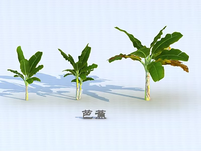 Banana Trees In Various Sizes With Green Leaves Showing Growth Stages 3d model