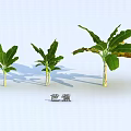 Banana Trees In Various Sizes With Green Leaves Showing Growth Stages